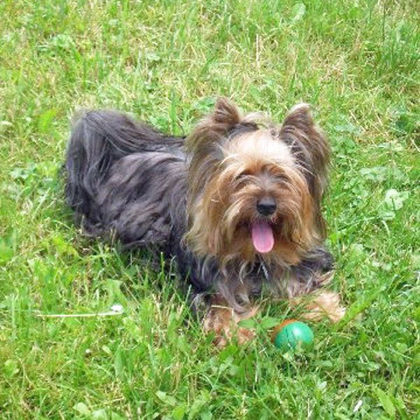 Das Bild zeigt einen Hund aus der Rubik Kundenfeedbacks