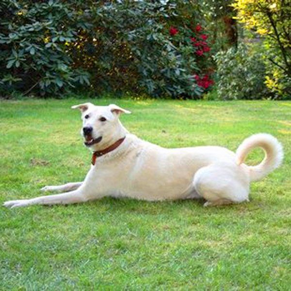 Das Bild zeigt einen Hund aus der Rubik Kundenfeedbacks