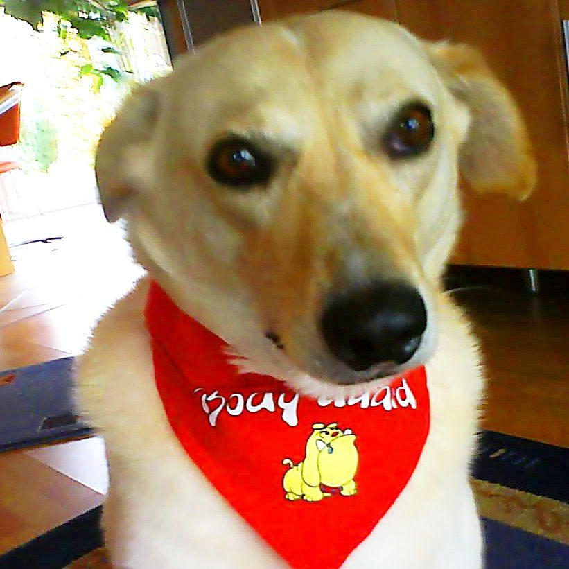 Das Bild zeigt einen Hund aus der Rubik Kundenfeedbacks