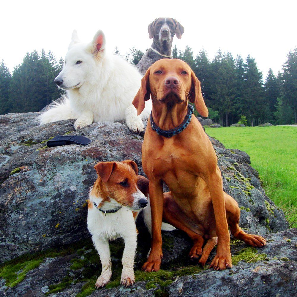 Das Bild zeigt einen Hund aus der Rubik Kundenfeedbacks