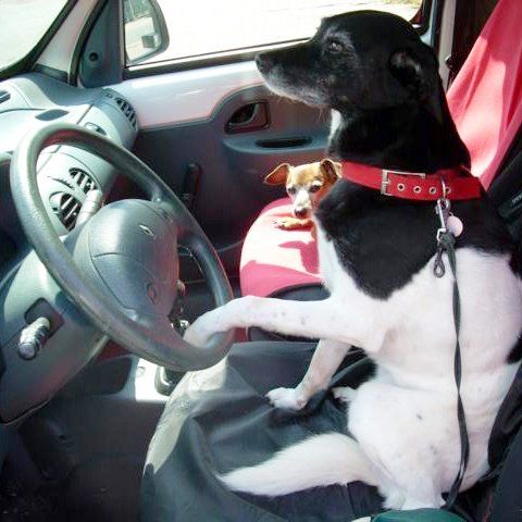 Das Bild zeigt einen Hund aus der Rubik Kundenfeedbacks