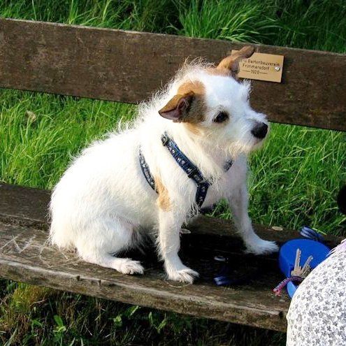 Das Bild zeigt einen Hund aus der Rubik Kundenfeedbacks
