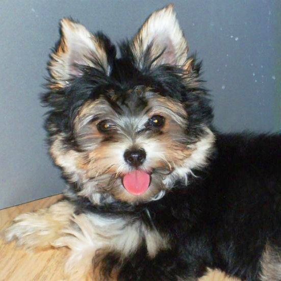 Das Bild zeigt einen Hund aus der Rubik Kundenfeedbacks