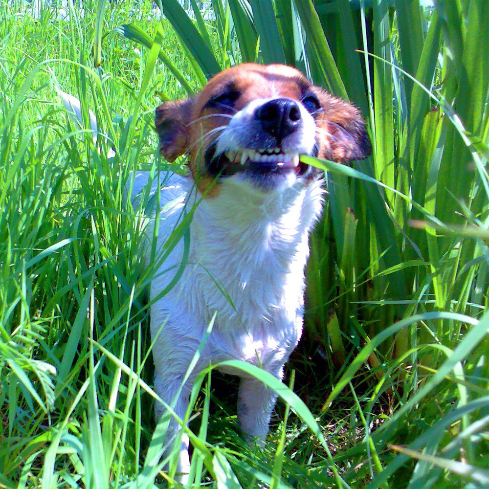 Das Bild zeigt einen Hund aus der Rubik Kundenfeedbacks