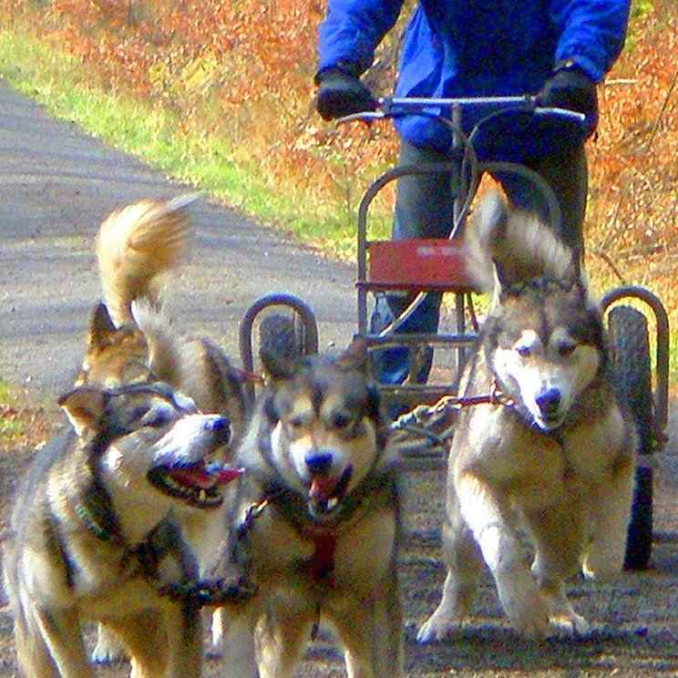 Das Bild zeigt einen Hund aus der Rubik Kundenfeedbacks