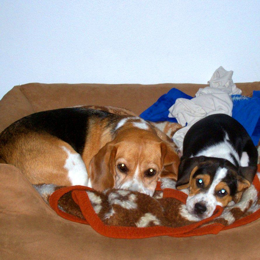 Das Bild zeigt einen Hund aus der Rubik Kundenfeedbacks