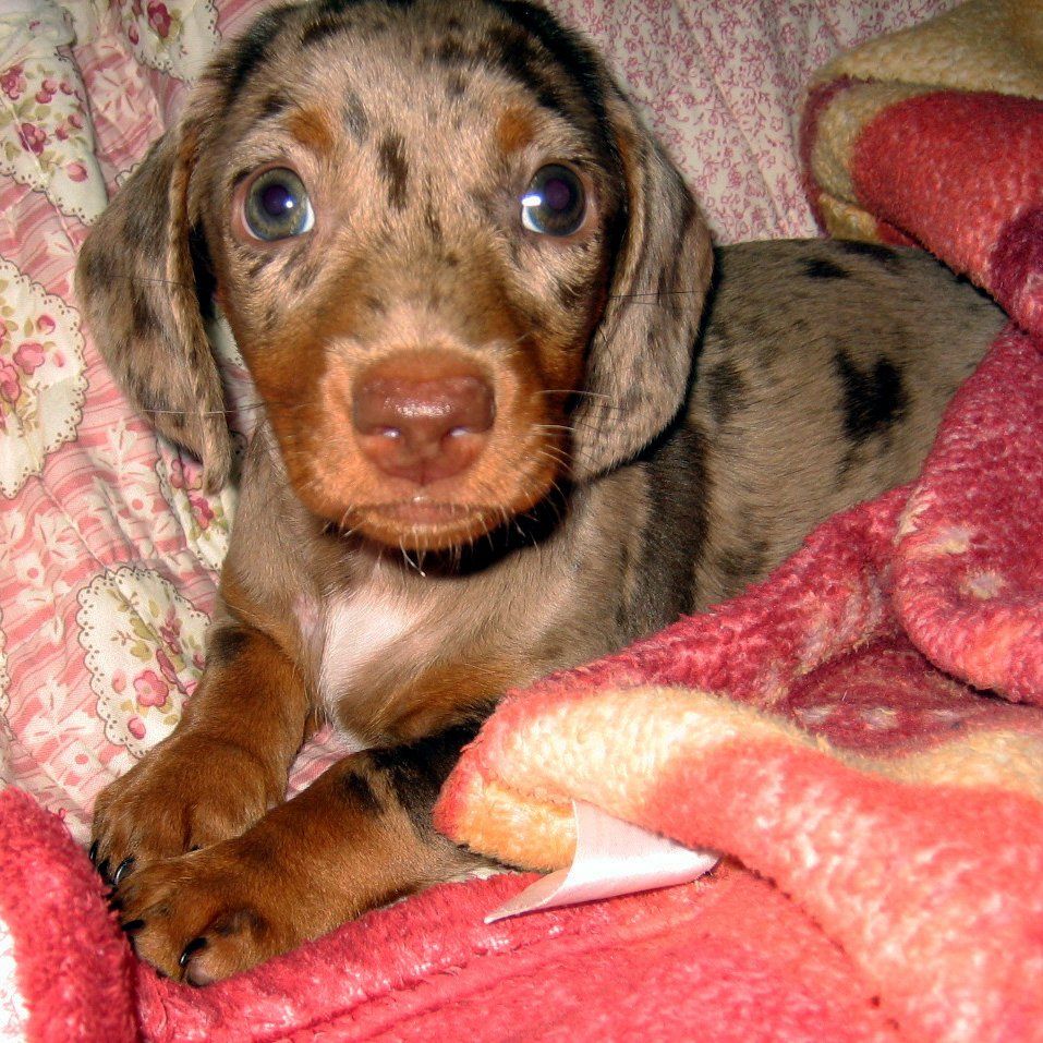 Das Bild zeigt einen Hund aus der Rubik Kundenfeedbacks