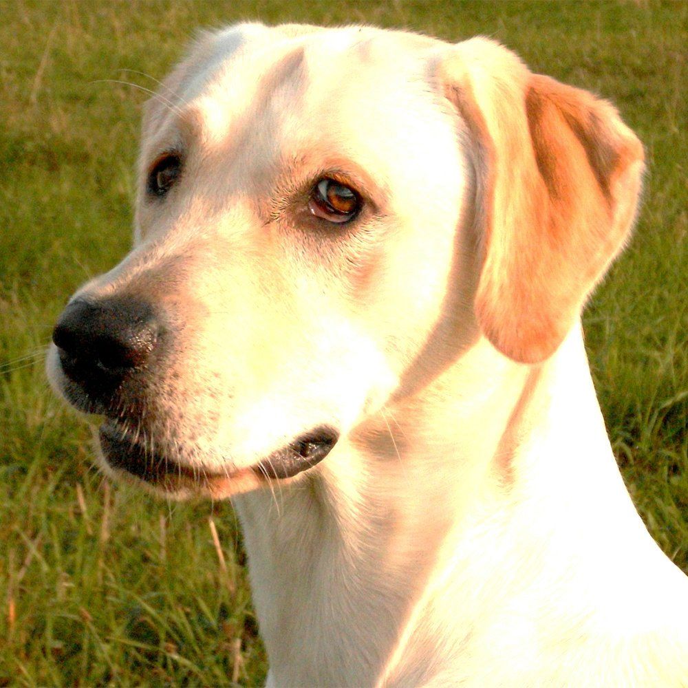 Das Bild zeigt einen Hund aus der Rubik Kundenfeedbacks