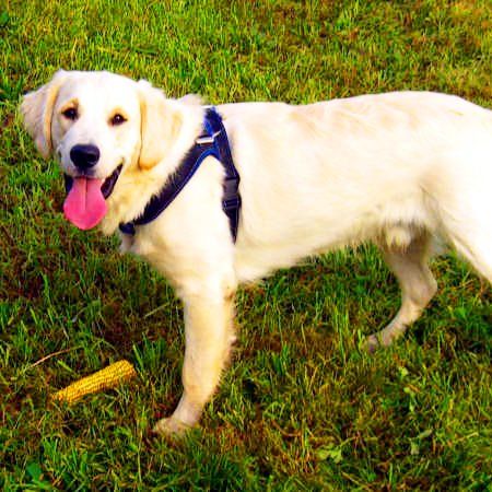 Das Bild zeigt einen Hund aus der Rubik Kundenfeedbacks