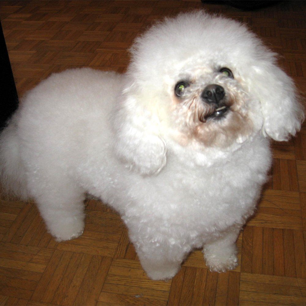 Das Bild zeigt einen Hund aus der Rubik Kundenfeedbacks