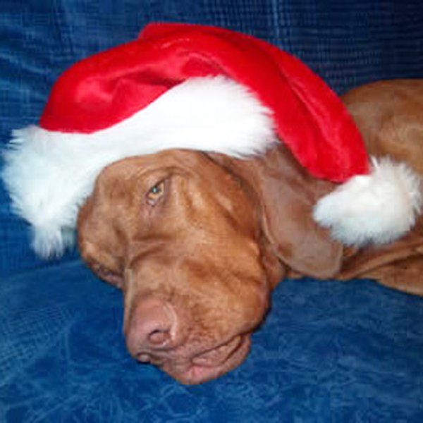 Das Bild zeigt einen Hund aus der Rubik Kundenfeedbacks