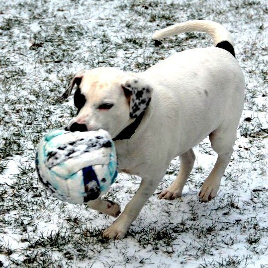 Das Bild zeigt einen Hund aus den Kundenfeedbacks
