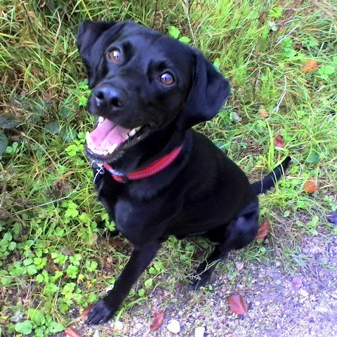 Das Bild zeigt einen Hund aus den Kundenfeedbacks