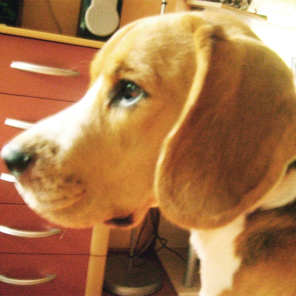 Das Bild zeigt einen Hund aus den Kundenfeedbacks