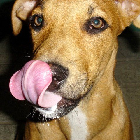 Das Bild zeigt einen Hund aus den Kundenfeedbacks