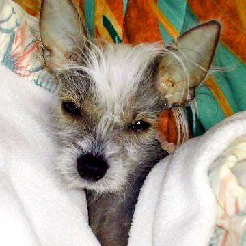 Das Bild zeigt einen Hund aus den Kundenfeedbacks