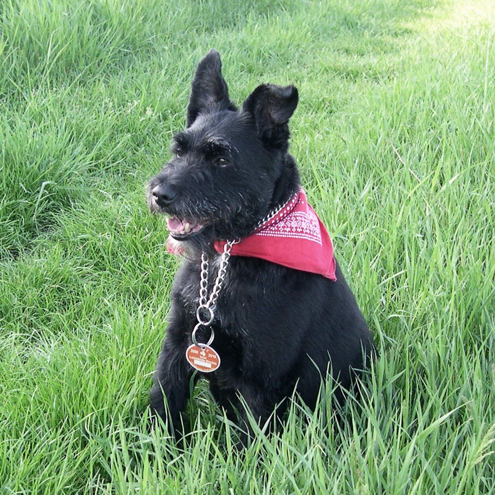 Das Bild zeigt einen Hund aus den Kundenfeedbacks