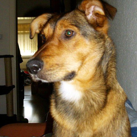 Das Bild zeigt einen Hund aus den Kundenfeedbacks