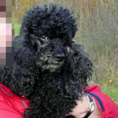 Das Bild zeigt einen Hund aus den Kundenfeedbacks