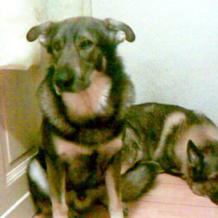 Das Bild zeigt einen Hund aus den Kundenfeedbacks