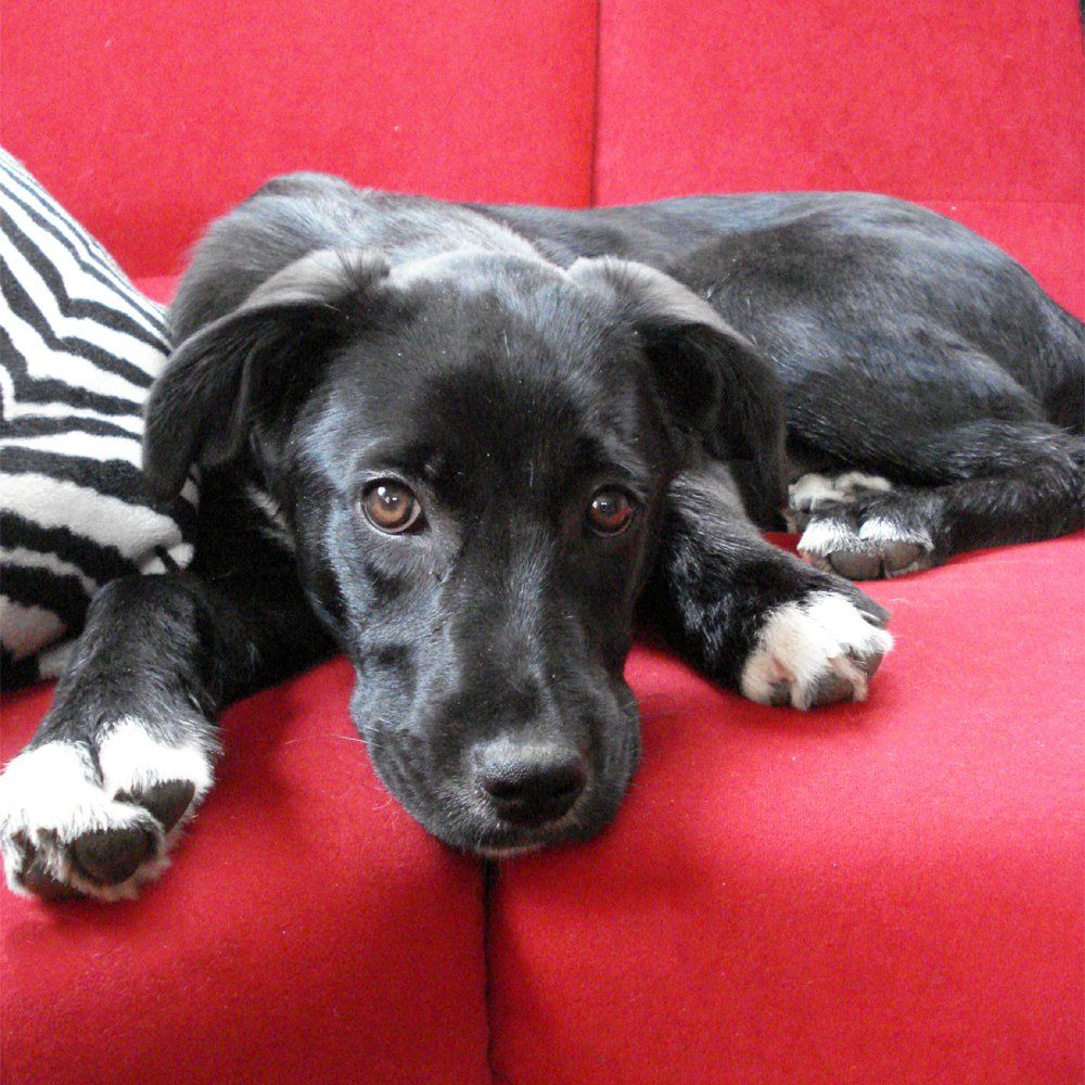 Das Bild zeigt einen Hund aus den Kundenfeedbacks