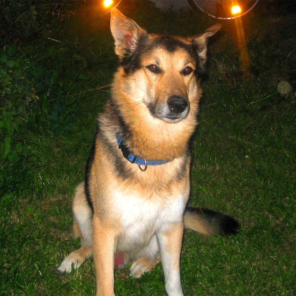 Das Bild zeigt einen Hund aus den Kundenfeedbacks