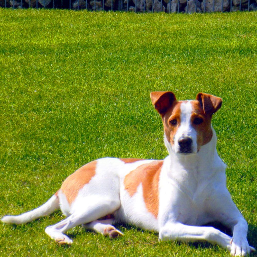 Das Bild zeigt einen Hund aus den Kundenfeedbacks