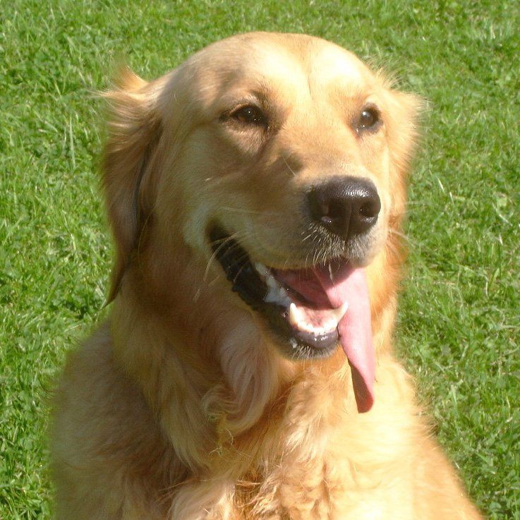 Das Bild zeigt einen Hund aus den Kundenfeedbacks