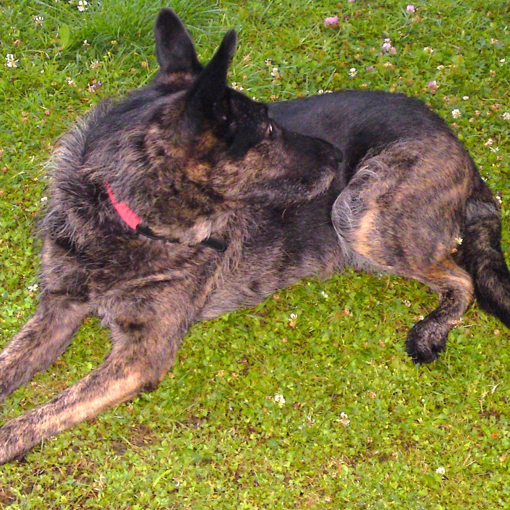 Das Bild zeigt einen Hund aus den Kundenfeedbacks