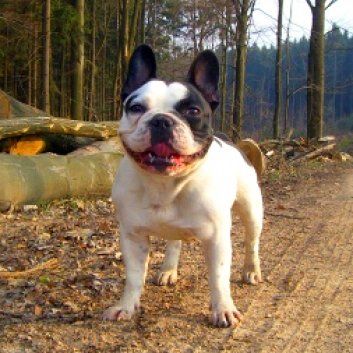 Das Bild zeigt einen Hund aus den Kundenfeedbacks