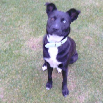 Das Bild zeigt einen Hund aus den Kundenfeedbacks