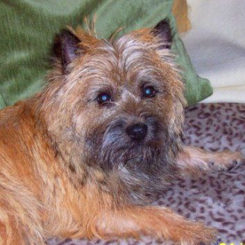 Das Bild zeigt einen Hund aus den Kundenfeedbacks