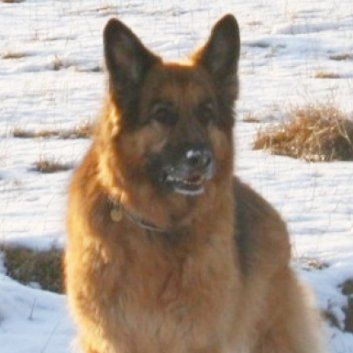 Das Bild zeigt einen Hund aus den Kundenfeedbacks