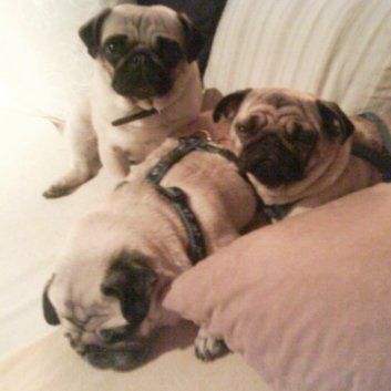 Das Bild zeigt einen Hund aus den Kundenfeedbacks