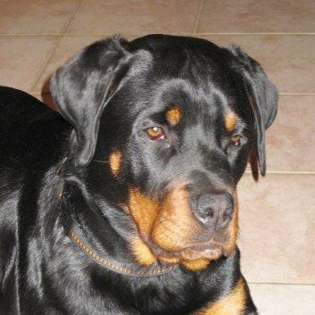 Das Bild zeigt einen Hund aus den Kundenfeedbacks