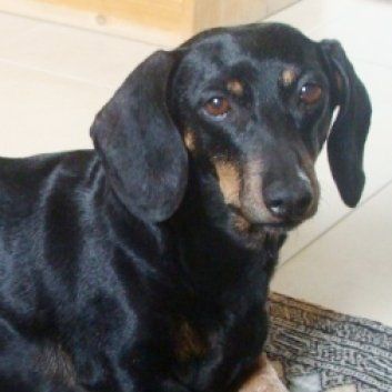 Das Bild zeigt einen Hund aus den Kundenfeedbacks