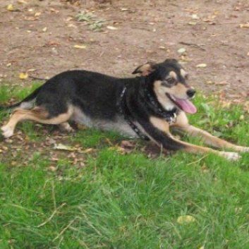 Das Bild zeigt einen Hund aus den Kundenfeedbacks