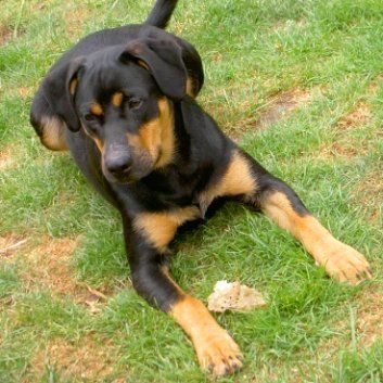 Das Bild zeigt einen Hund aus den Kundenfeedbacks