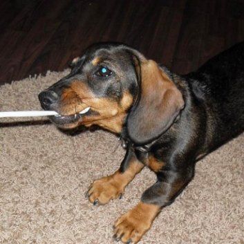 Das Bild zeigt einen Hund aus den Kundenfeedbacks