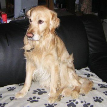 Das Bild zeigt einen Hund aus den Kundenfeedbacks