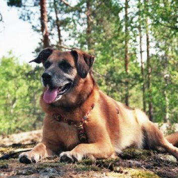 Das Bild zeigt einen Hund aus den Kundenfeedbacks