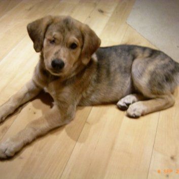 Das Bild zeigt einen Hund aus den Kundenfeedbacks