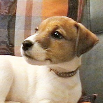 Das Bild zeigt einen Hund aus den Kundenfeedbacks