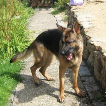 Das Bild zeigt einen Hund aus den Kundenfeedbacks