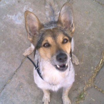 Das Bild zeigt einen Hund aus den Kundenfeedbacks