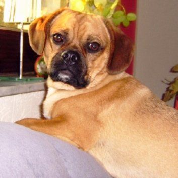 Das Bild zeigt einen Hund aus den Kundenfeedbacks