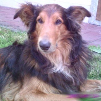 Das Bild zeigt einen Hund aus den Kundenfeedbacks