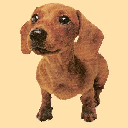 Das Bild zeigt einen Hund aus den Kundenfeedbacks