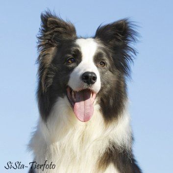 Das Bild zeigt einen Hund aus den Kundenfeedbacks