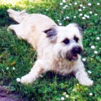 Das Bild zeigt einen Hund aus den Kundenfeedbacks